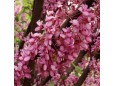 Cercis siliquastrum (Arborele Iudei)